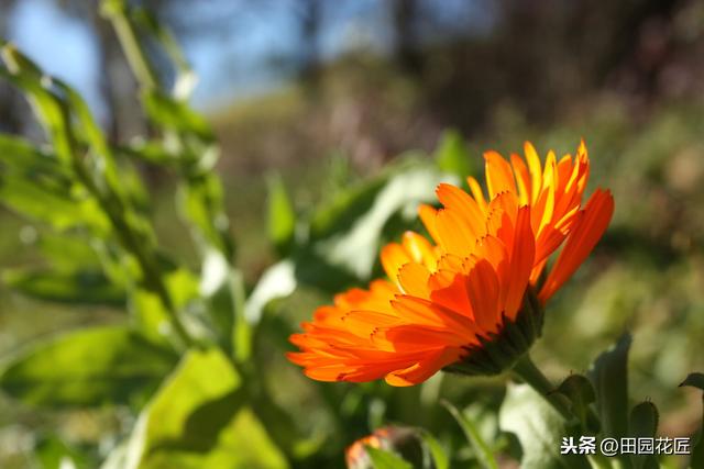 金盏菊，特别难养？是你不懂得养护方法，这样养护，花量多开满盆