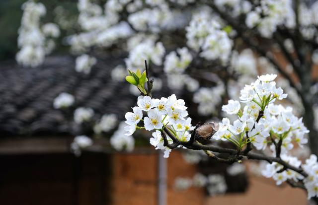 在路上 | 到高田坑赴梨花之约 在路上 | 到高田坑赴梨花之约