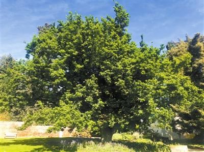 栎树：养人养眼的多宝树