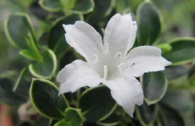 六月雪开花较少或不开花？改变养护方法，可使花朵繁多，花姿迷人