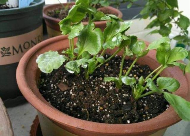 家里养1种花，开花似牡丹，美丽又大方