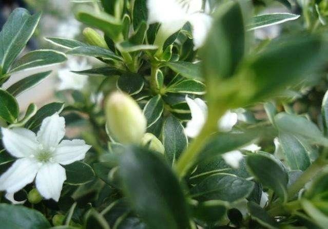 六月雪开花较少或不开花？改变养护方法，可使花朵繁多，花姿迷人