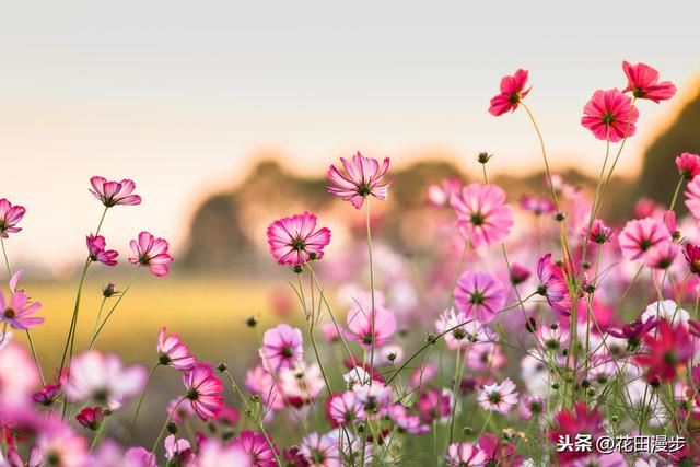 波斯菊，怎样繁殖？如何正确养护，才能花量爆盆、花色更艳？
