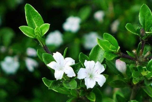 六月雪开花较少或不开花？改变养护方法，可使花朵繁多，花姿迷人
