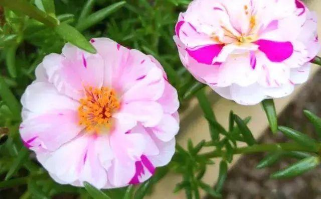 生命力旺盛的太阳花，易养易成活，喜欢它向着阳光的积极