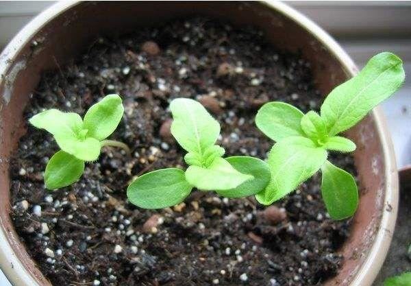 六月雪开花较少或不开花？改变养护方法，可使花朵繁多，花姿迷人