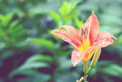 萱草花色鲜艳迷人！采用分株繁殖的方式，当年开花、无需等待