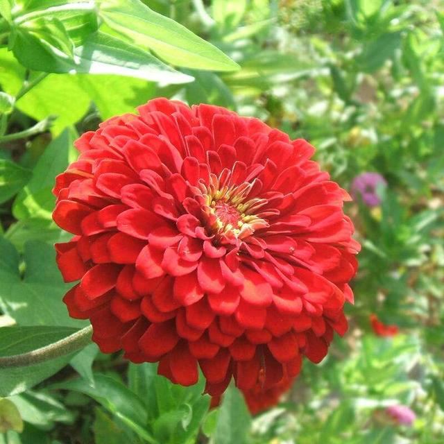 家里的小院养了一片百日草，邻居来说很漂亮