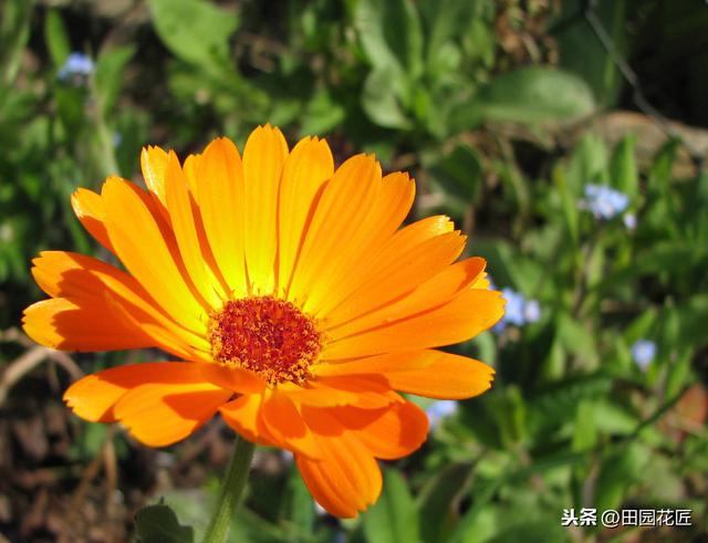 金盏菊，特别难养？是你不懂得养护方法，这样养护，花量多开满盆