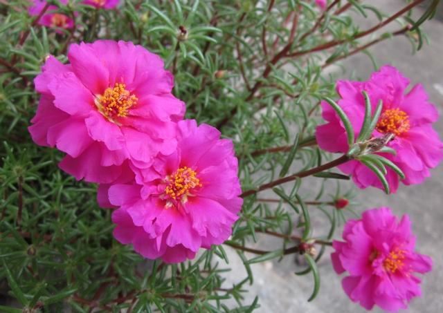 生命力旺盛的太阳花，易养易成活，喜欢它向着阳光的积极