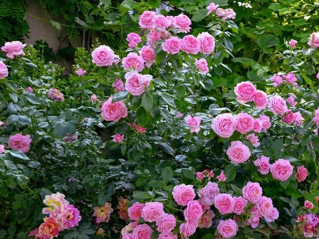 超好闻的香水月季——莫利纳之花，色香俱全，获多项国际大奖