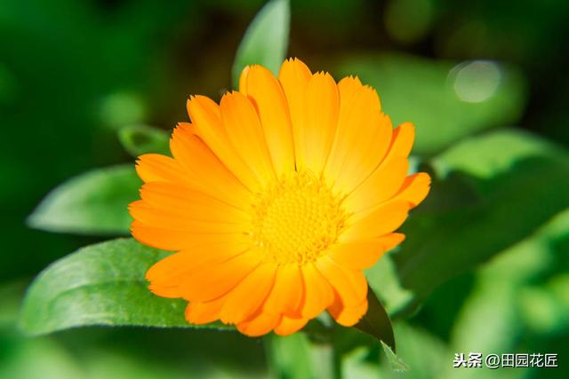 金盏菊，特别难养？是你不懂得养护方法，这样养护，花量多开满盆