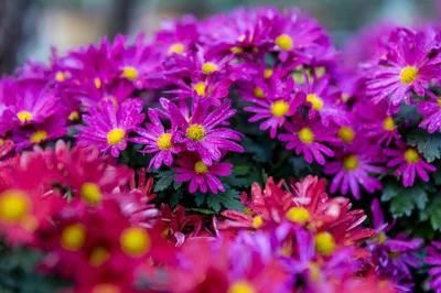 荷兰菊花繁色艳!学会分株繁殖的秘诀,带来一片繁花盛开的美景 荷兰菊花繁色艳!学会分株繁殖的秘诀,带来一片繁花盛开的美景