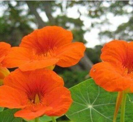 这花叶子像荷花，开花大朵很漂亮