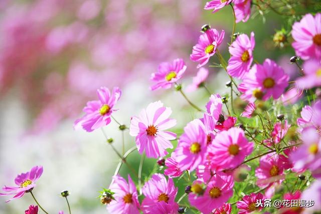 波斯菊，怎样繁殖？如何正确养护，才能花量爆盆、花色更艳？