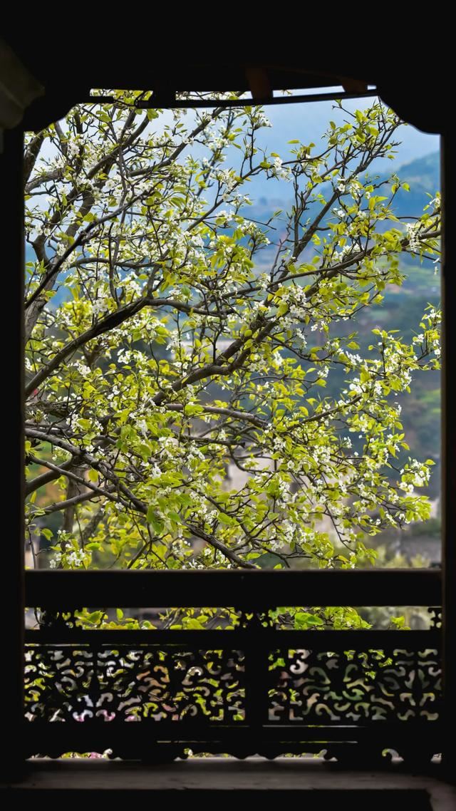 你好，我是梨白桃红、油菜花黄满山野的婺源