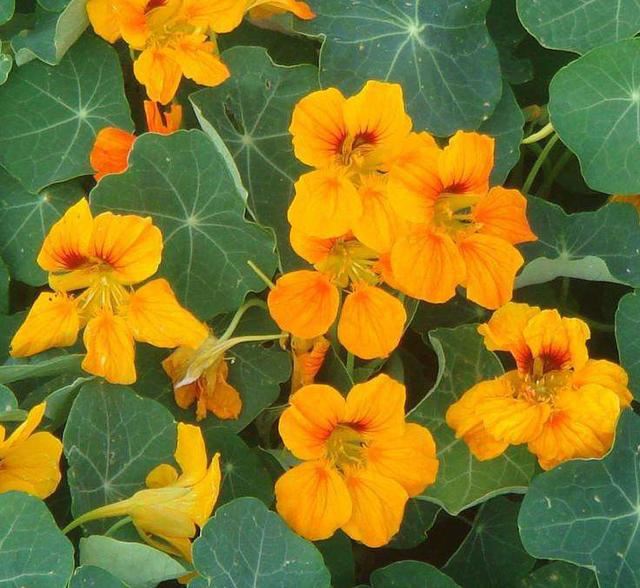 这花叶子像荷花，开花大朵很漂亮