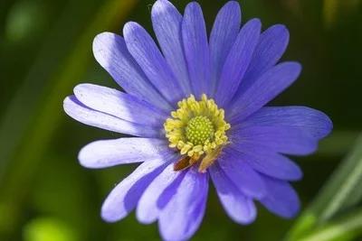 荷兰菊花繁色艳!学会分株繁殖的秘诀,带来一片繁花盛开的美景 荷兰菊花繁色艳!学会分株繁殖的秘诀,带来一片繁花盛开的美景