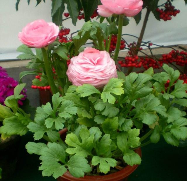 家里养1种花，开花似牡丹，美丽又大方