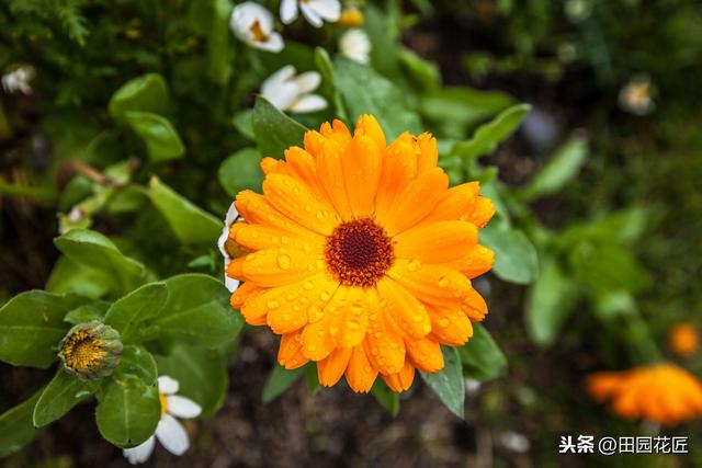 金盏菊，特别难养？是你不懂得养护方法，这样养护，花量多开满盆