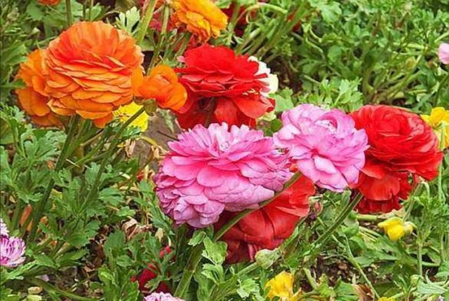 家里养1种花，开花似牡丹，美丽又大方