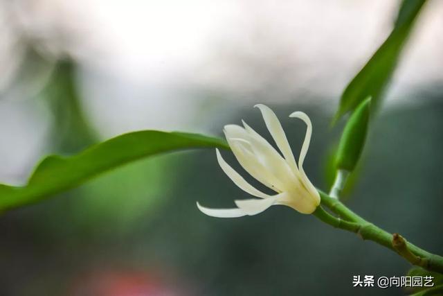 养盆“白兰花”，花香飘满屋，花瓣穿成串，挂在身上很“时尚”