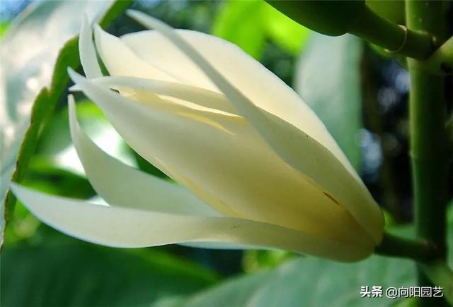 养盆“白兰花”，花香飘满屋，花瓣穿成串，挂在身上很“时尚”