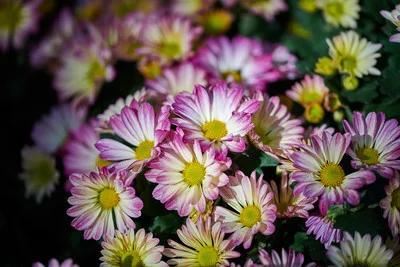 荷兰菊花繁色艳!学会分株繁殖的秘诀,带来一片繁花盛开的美景 荷兰菊花繁色艳!学会分株繁殖的秘诀,带来一片繁花盛开的美景