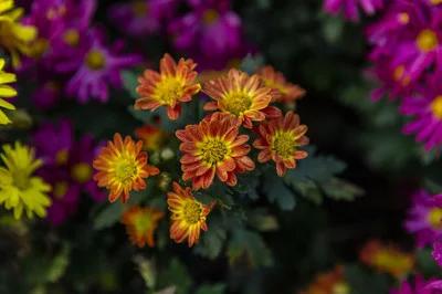 荷兰菊花繁色艳!学会分株繁殖的秘诀,带来一片繁花盛开的美景 荷兰菊花繁色艳!学会分株繁殖的秘诀,带来一片繁花盛开的美景