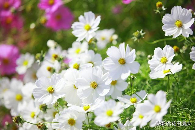 波斯菊，怎样繁殖？如何正确养护，才能花量爆盆、花色更艳？