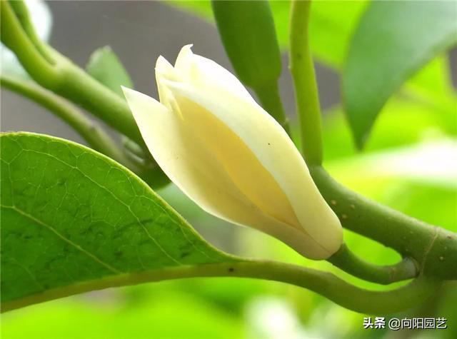养盆“白兰花”，花香飘满屋，花瓣穿成串，挂在身上很“时尚”
