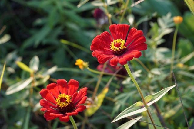 家里的小院养了一片百日草，邻居来说很漂亮