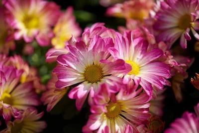 荷兰菊花繁色艳!学会分株繁殖的秘诀,带来一片繁花盛开的美景 荷兰菊花繁色艳!学会分株繁殖的秘诀,带来一片繁花盛开的美景