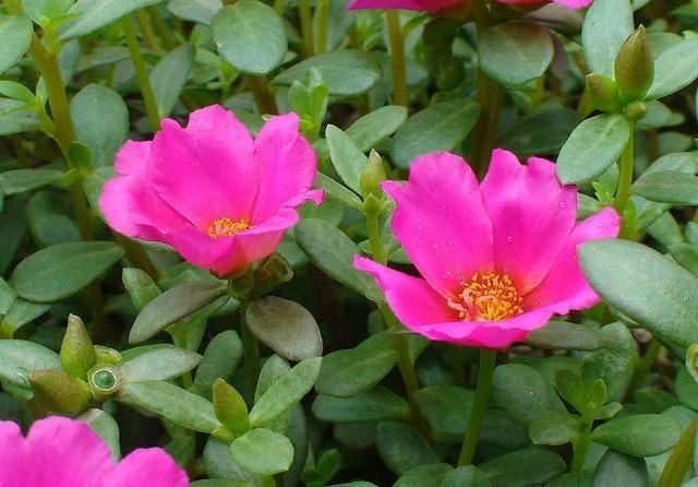 生命力旺盛的太阳花，易养易成活，喜欢它向着阳光的积极