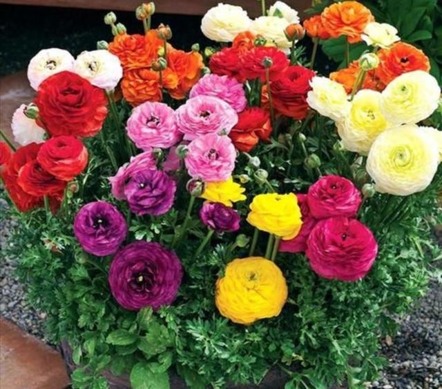 家里养1种花，开花似牡丹，美丽又大方