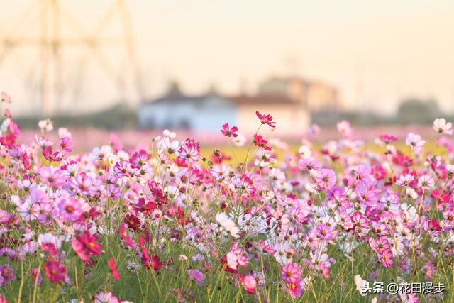 波斯菊，怎样繁殖？如何正确养护，才能花量爆盆、花色更艳？