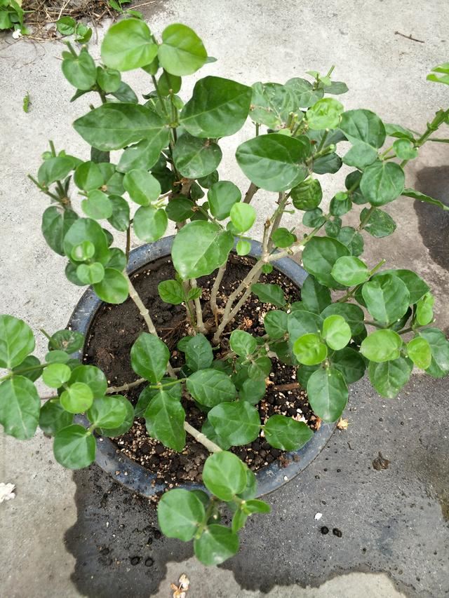 茉莉花修剪养护四季各不同，掌握好技巧，才能花开满枝