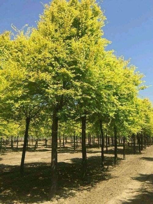 苗木难卖？可能是你培育出的不够精品，试试这样管理，苗木不愁卖