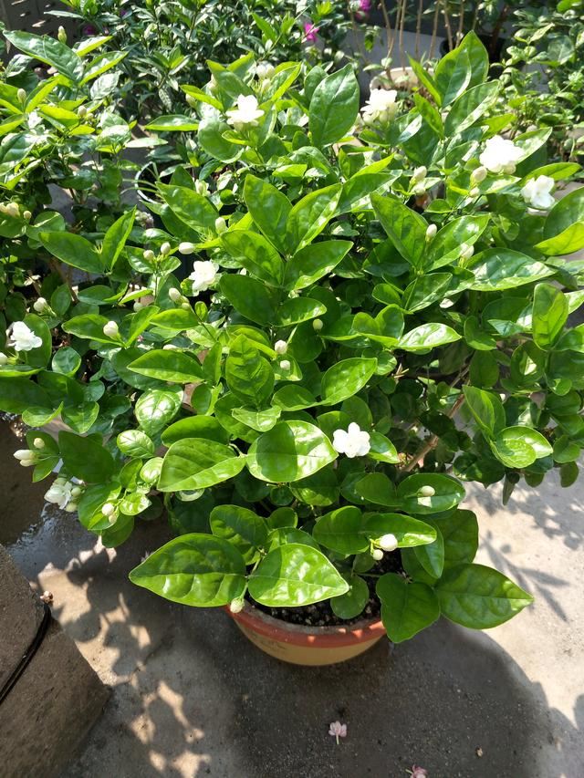 茉莉花修剪养护四季各不同，掌握好技巧，才能花开满枝