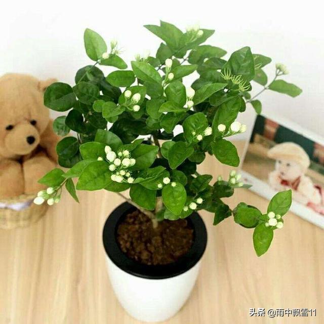 盆栽茉莉不用买，掰根枝条插土里，一盆变2盆，长势旺盛开花香