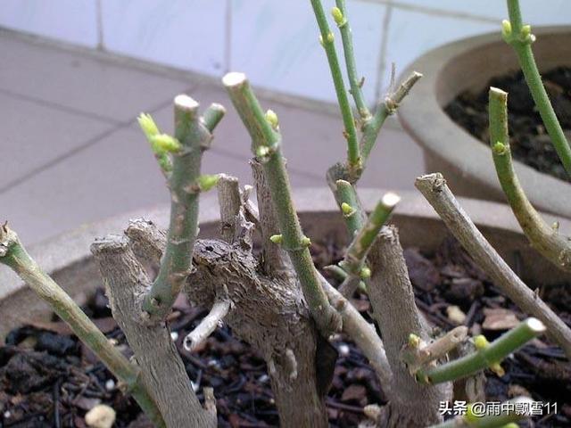 盆栽茉莉不用买，掰根枝条插土里，一盆变2盆，长势旺盛开花香