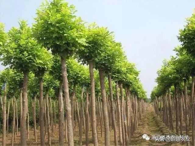 苗木种植要注意，种深种浅是一个“门道”，了解了苗木长势更好