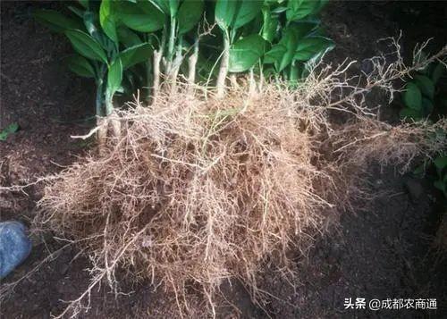 存活率100%！春季苗木移栽，一定要注意这几点