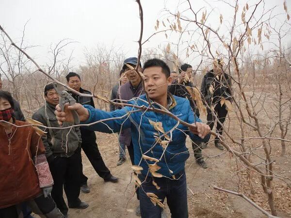 要想枣树早结果，幼树修剪很重要，夏为主冬为辅，快速进入结果期