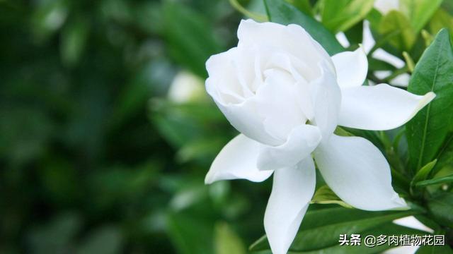 栀子花在春季的养护方法