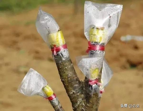 苗木嫁接季，这些注意事项要牢记，事关成败