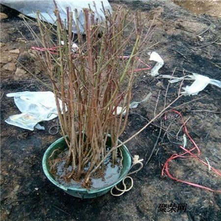 何为果树“闷芽”？为何会出现？栽前如何预防？发生后如何补救？