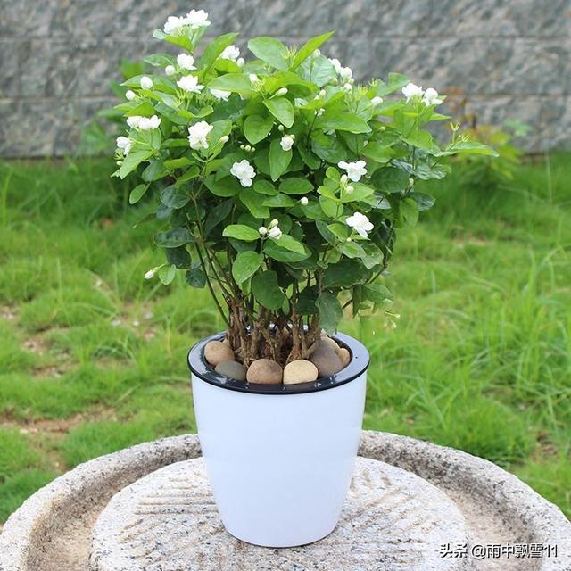盆栽茉莉不用买，掰根枝条插土里，一盆变2盆，长势旺盛开花香