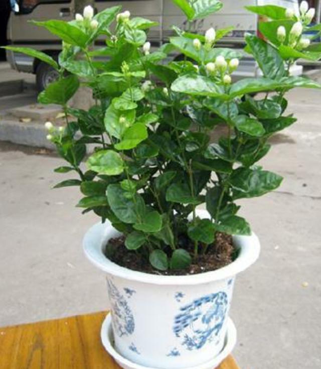 茉莉花修剪养护四季各不同，掌握好技巧，才能花开满枝