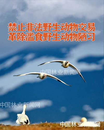 全民抗疫 林草奋力